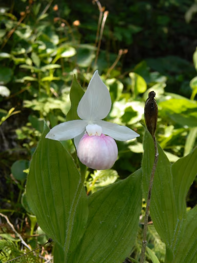 Showy lady's-slipper, In fruit