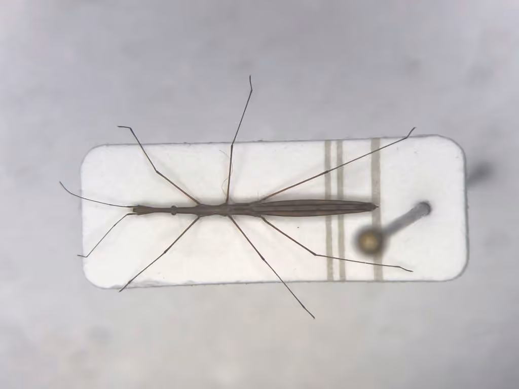 Martin's marsh treader, Female