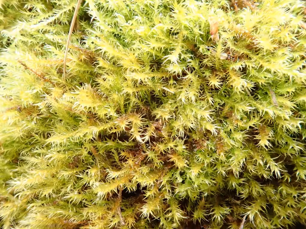Fertile Feather-moss