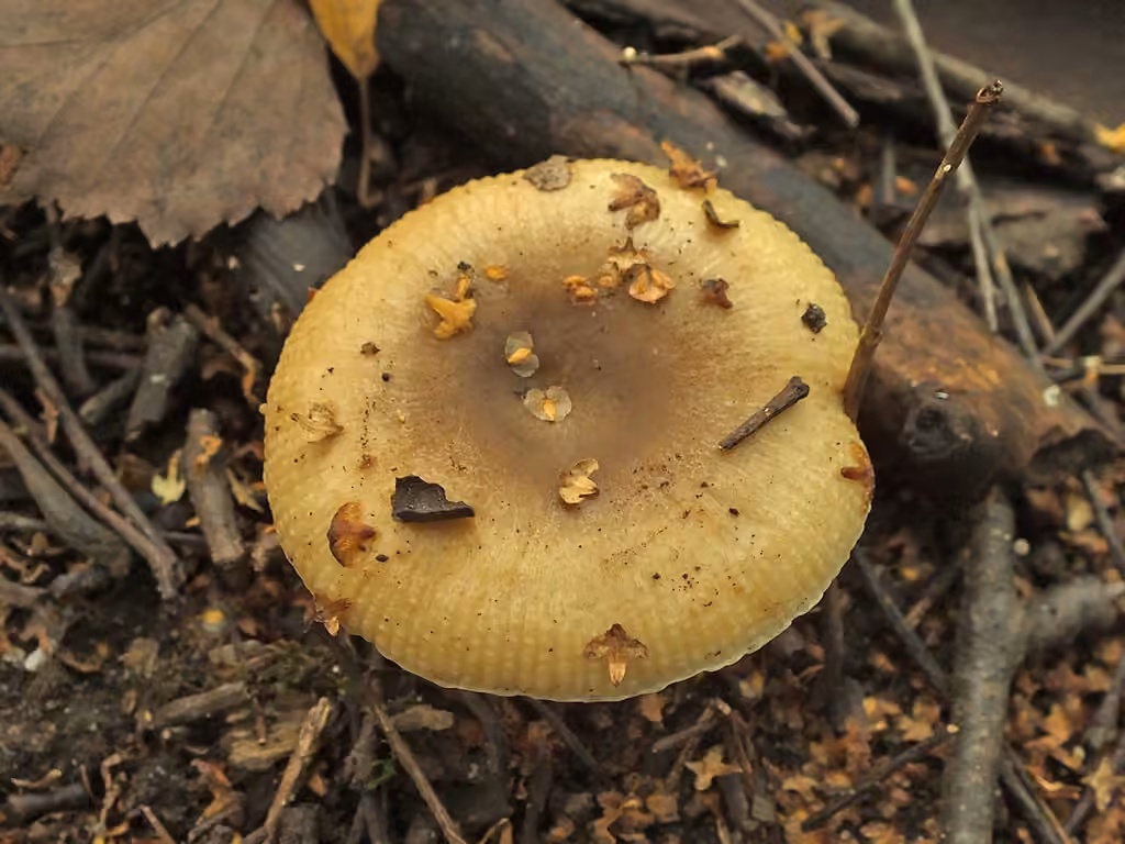 Russule fausse pectinée, photo 3 of 5