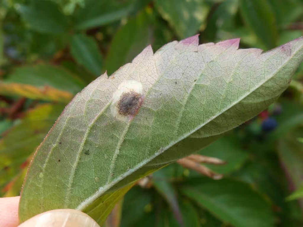 Aspilanta oinophylla, Galle