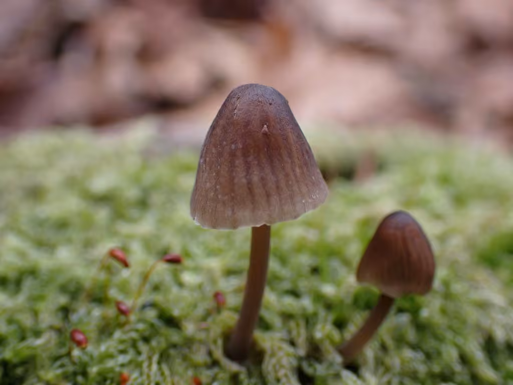 Mycène de la forêt noire, photo 1 sur 5