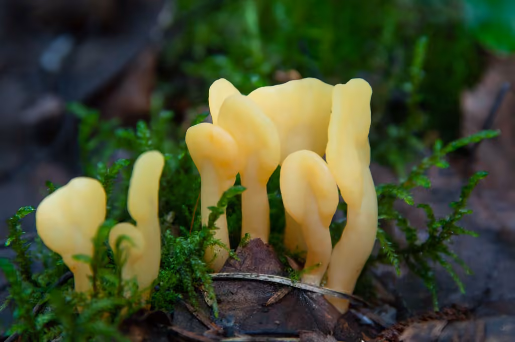 Spathulaire jaune, photo 3 sur 5