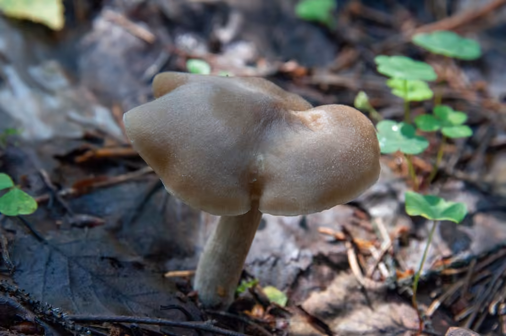 Entolome brun foncé, photo 3 sur 5