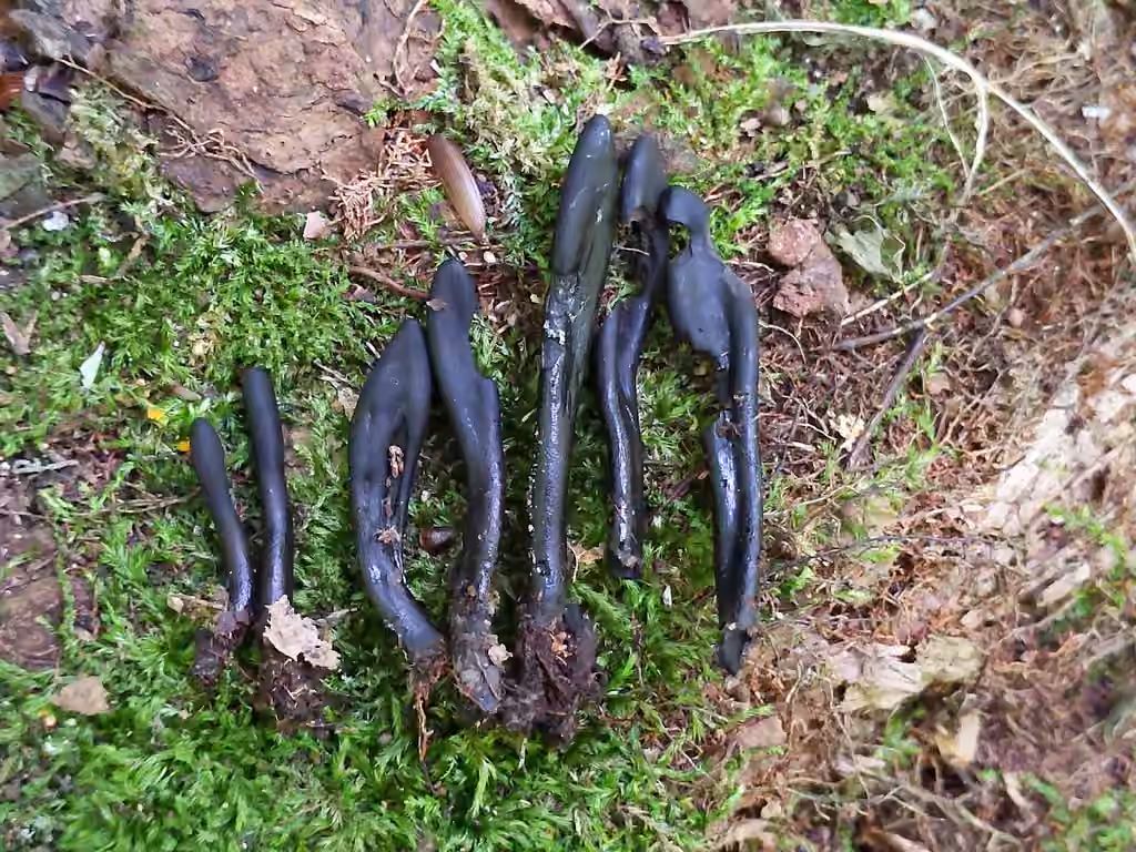 Slimy Earthtongue, photo 2 of 5