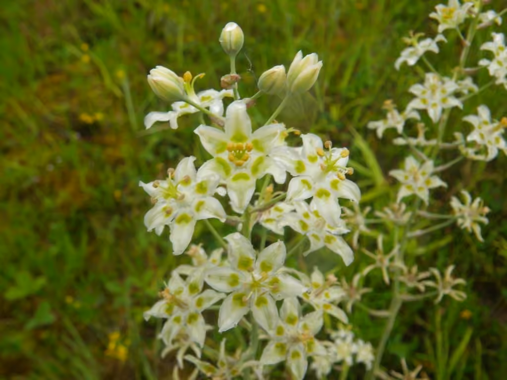 Zigadène glauque, En fleurs