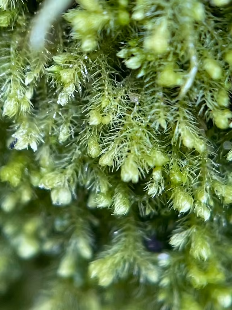 Hairy Threadwort, photo 3 of 5