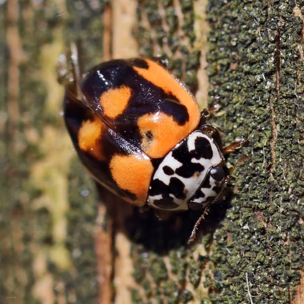 Painted Lady Beetle, Adult