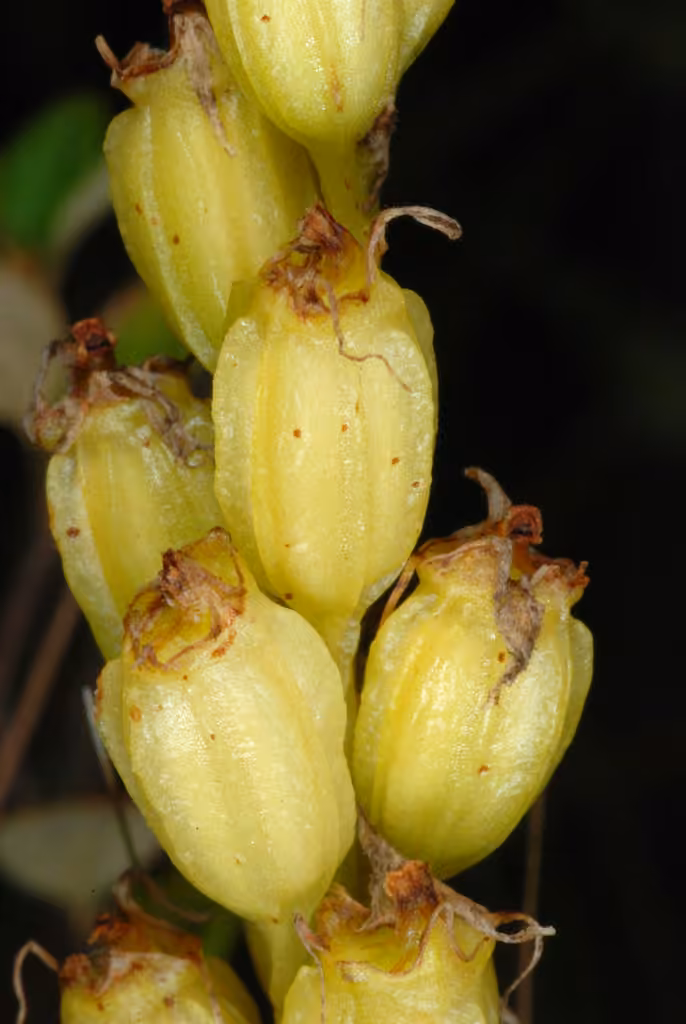 Liparis de Loesel, En fruits