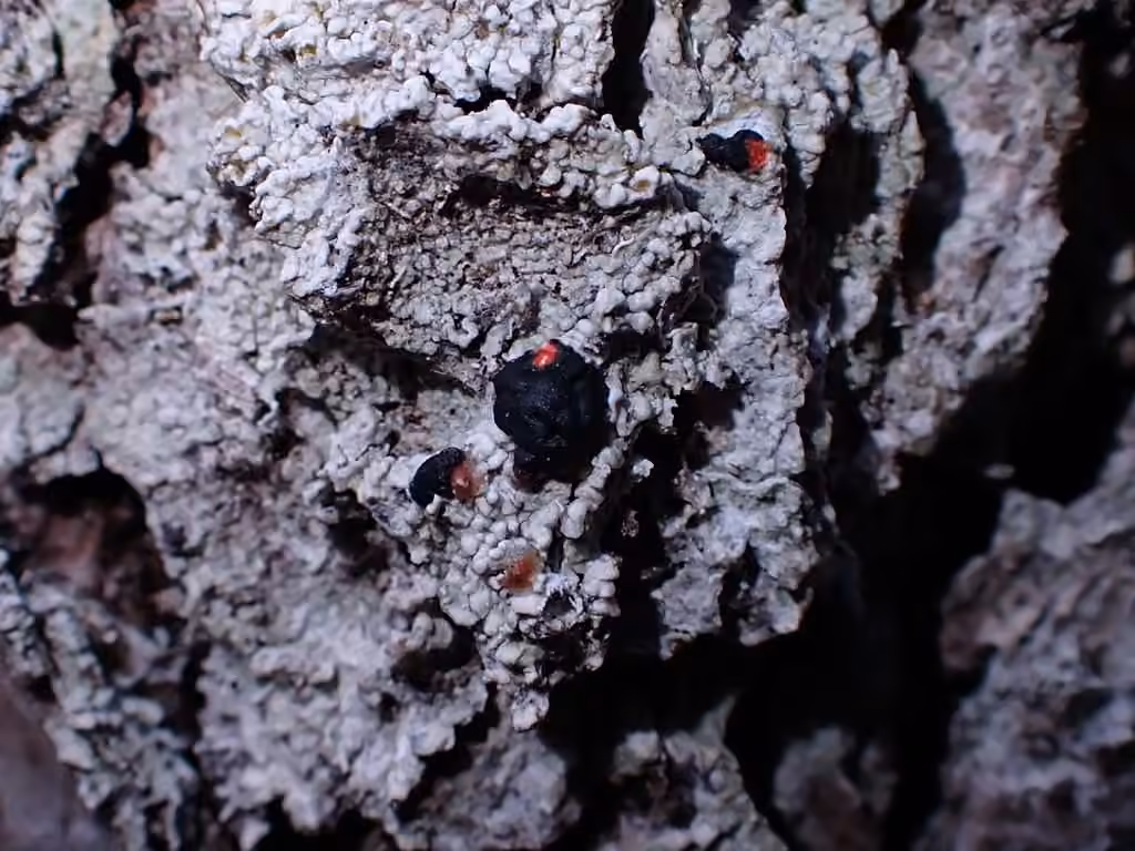 Mycoblaste sanguinaire, photo 2 sur 5