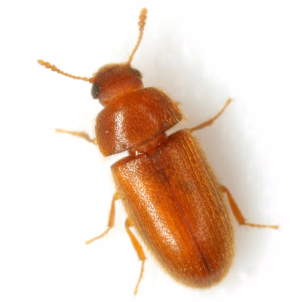 Mycétophage des céréales, photo 1 sur 5