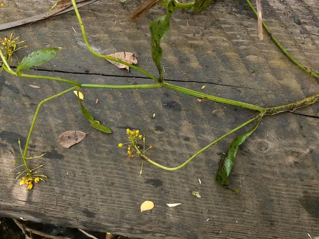 Great yellowcress, In fruit