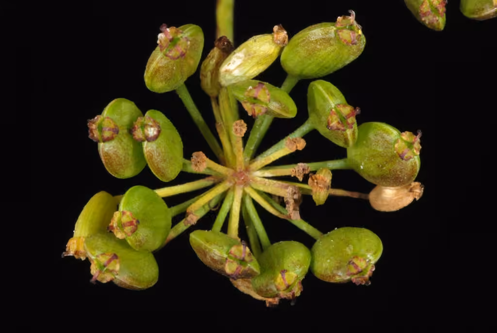 Panais sauvage, En fleurs