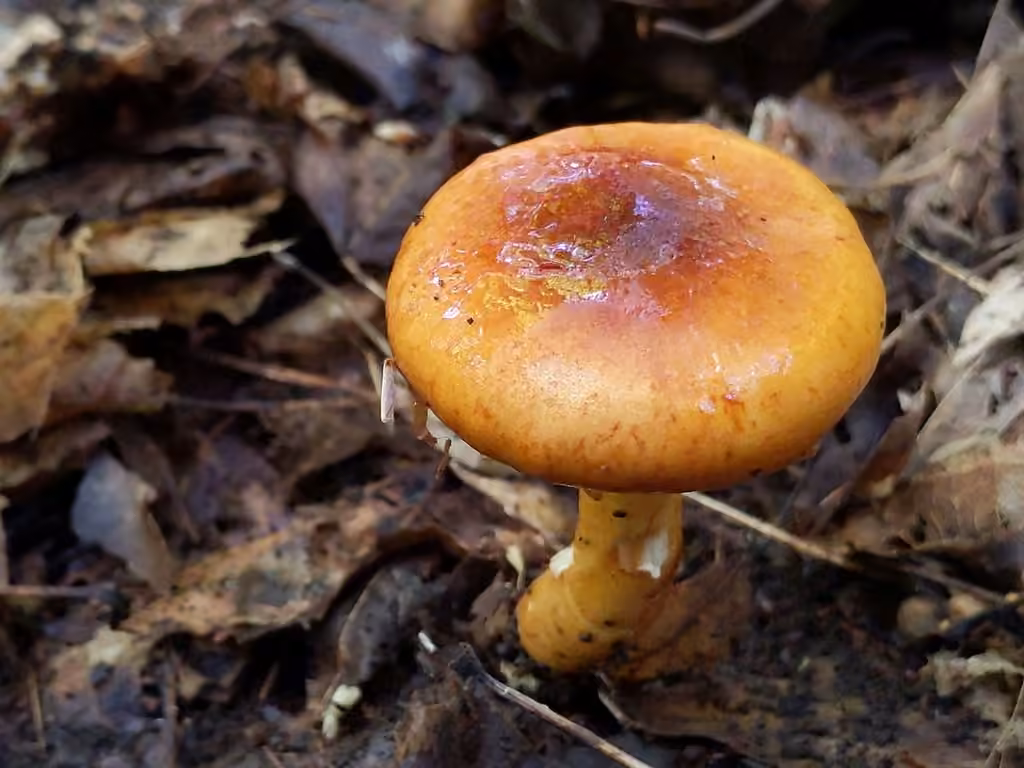 Red-brown Slimy Stem Limacella, photo 2 sur 5