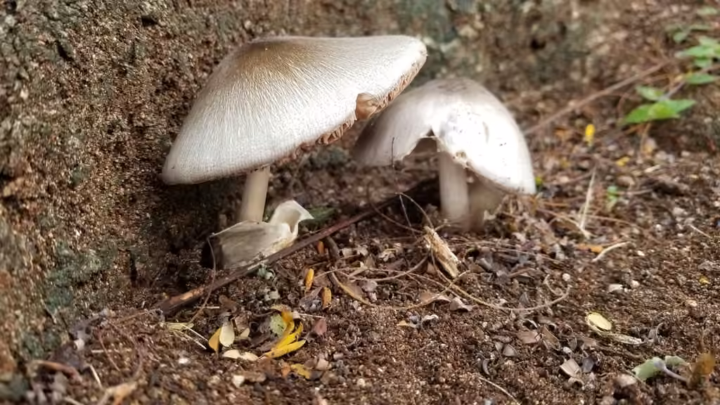 Volvaire cultivée