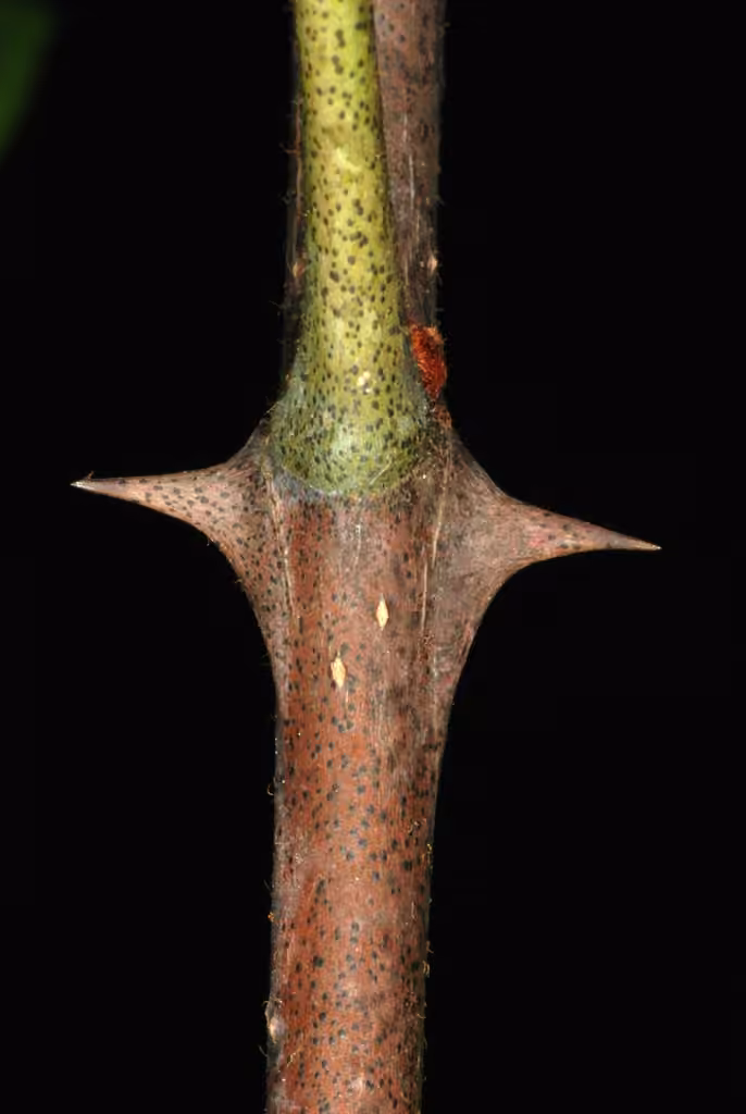 Clavalier d'Amérique, En fruits