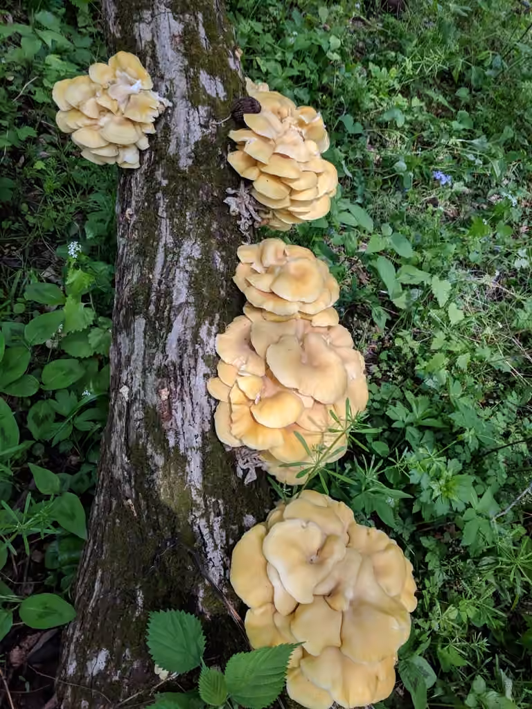 Golden Oyster Mushroom, photo 2 of 5