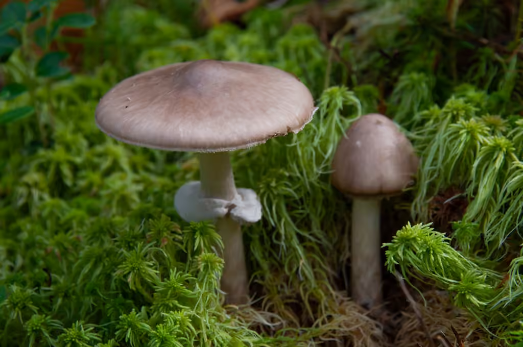 Amanite porphyre, photo 1 sur 5