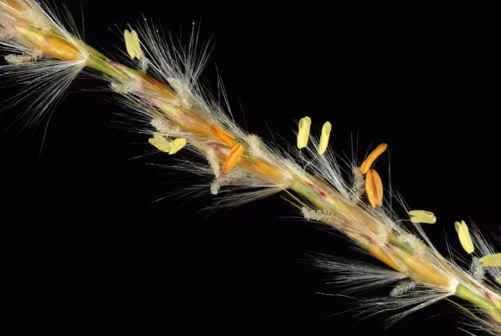 Miscanthus de Chine, En fleurs