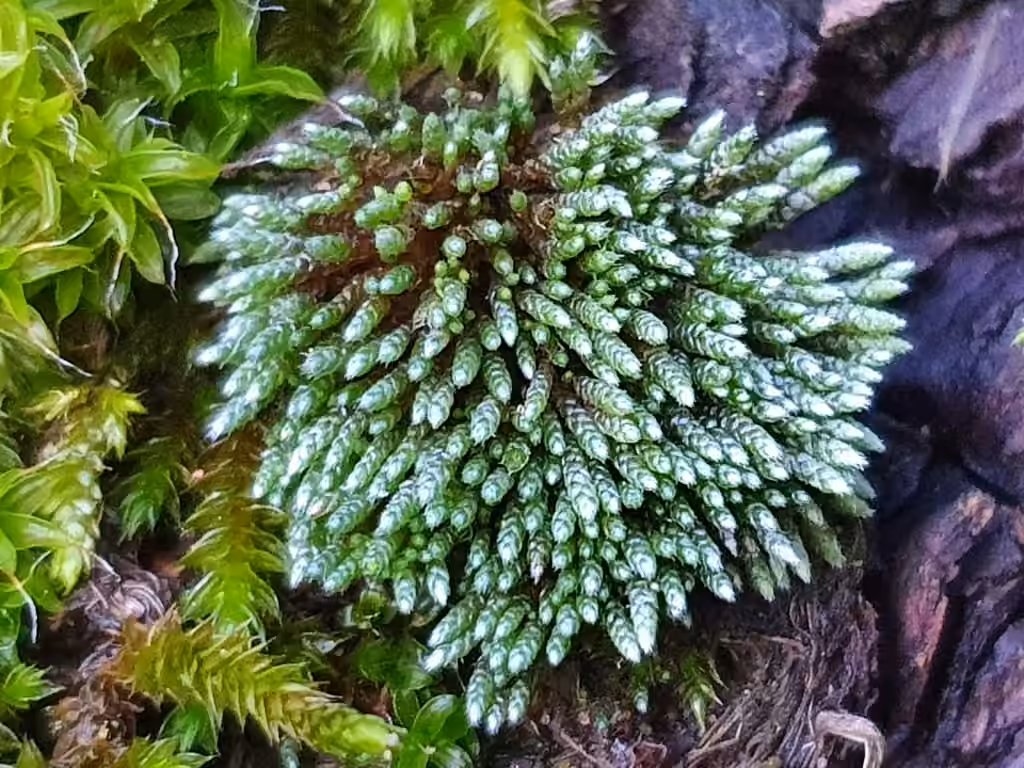 Bryum argenté