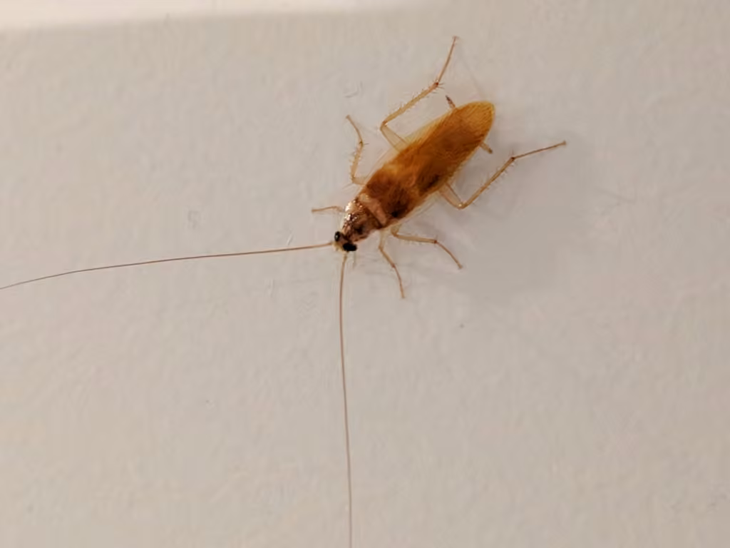 Brown-banded Cockroach, photo 3 of 5