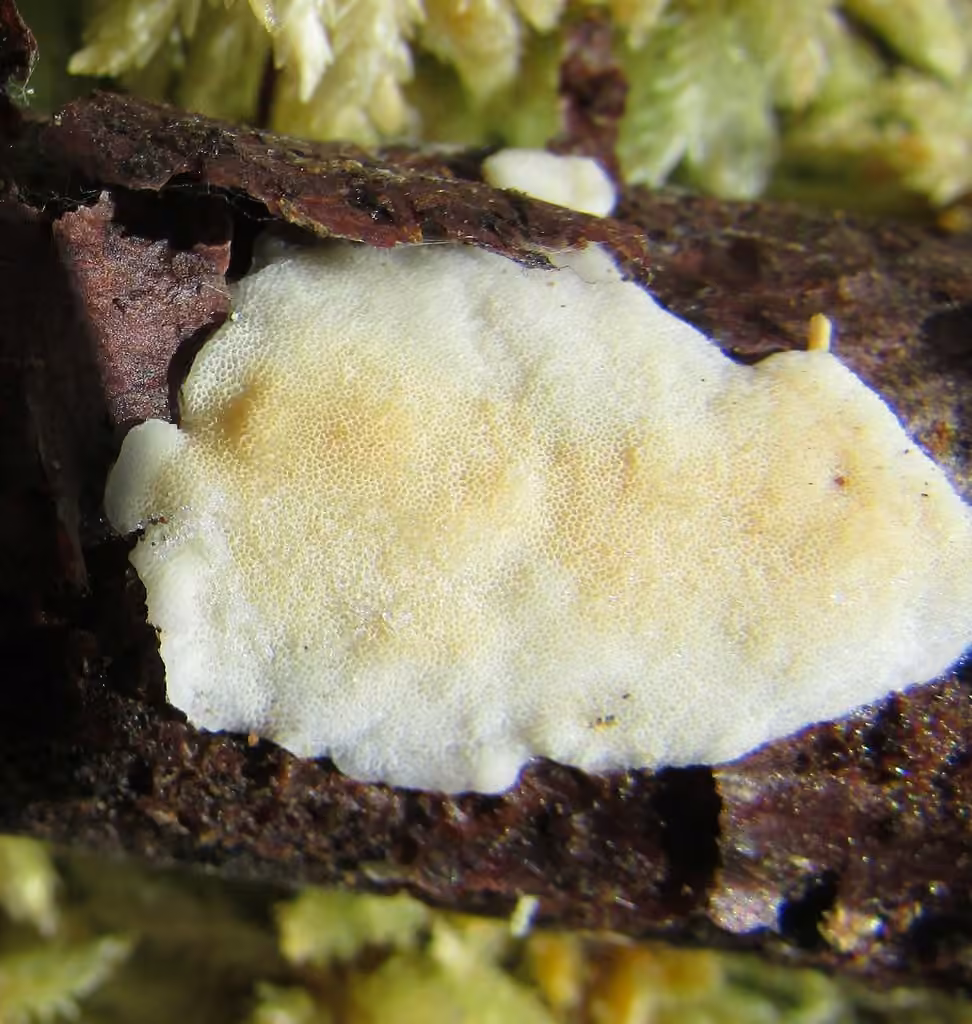 Antrodiella semisupina, photo 3 sur 5