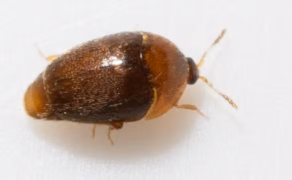 Lateral minute hooded beetle, photo 3 of 5