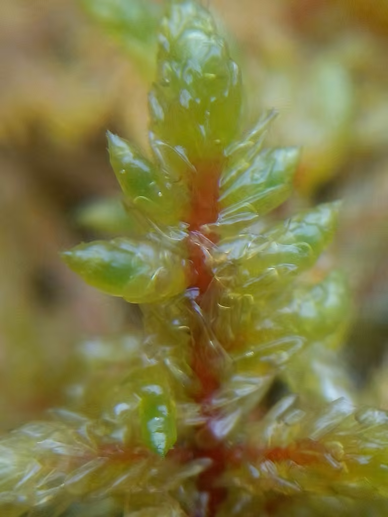 Pleurozie dorée, photo 2 sur 5