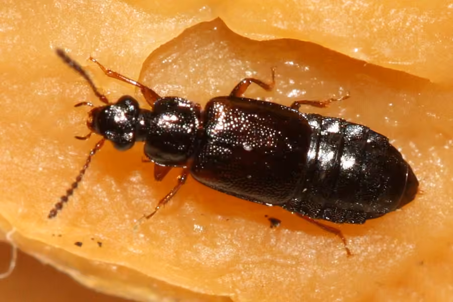 Ocillate rove beetle, Adult