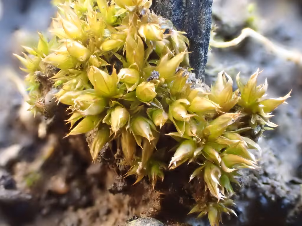 Cuspidate Earth-moss, photo 2 of 5