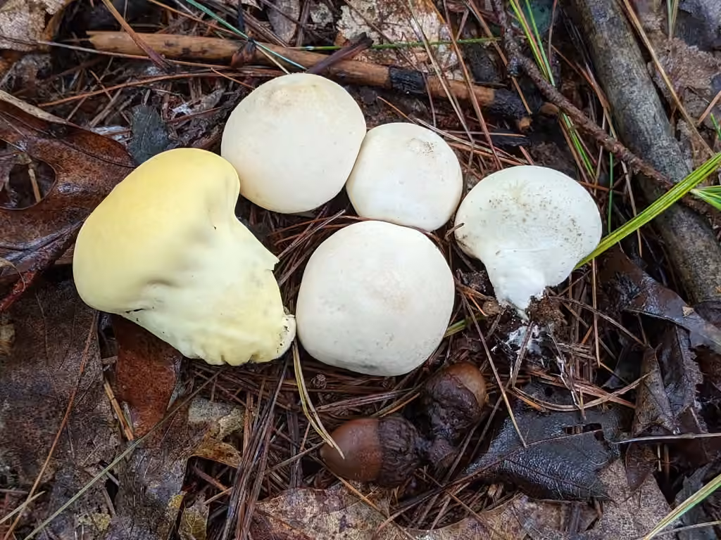 Vesse-de-loup teintée de jaune, photo 1 sur 5
