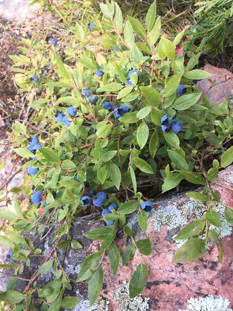 Bleuet à feuilles étroites, En fruits