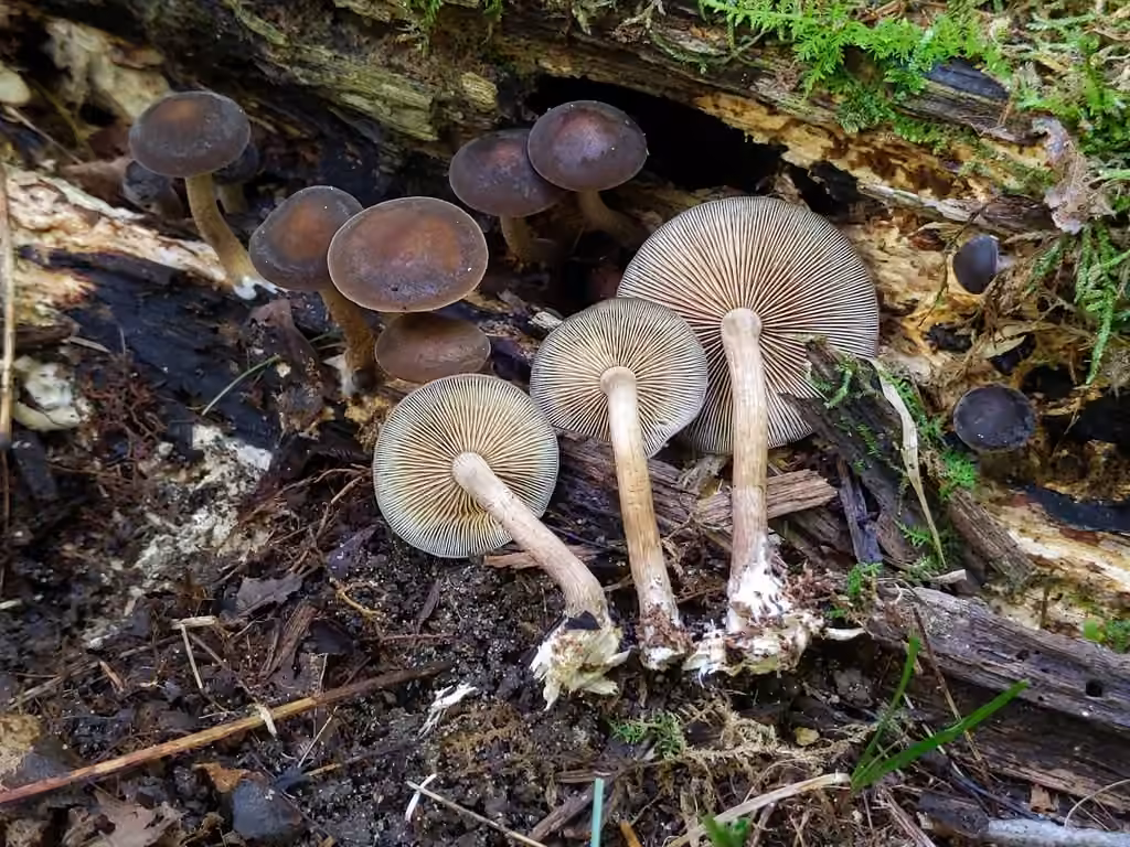 Agrocybe velouté, photo 1 sur 5