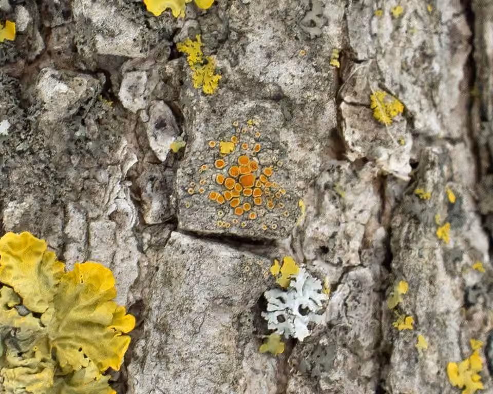 Flaming Firedot Lichen, photo 1 sur 5