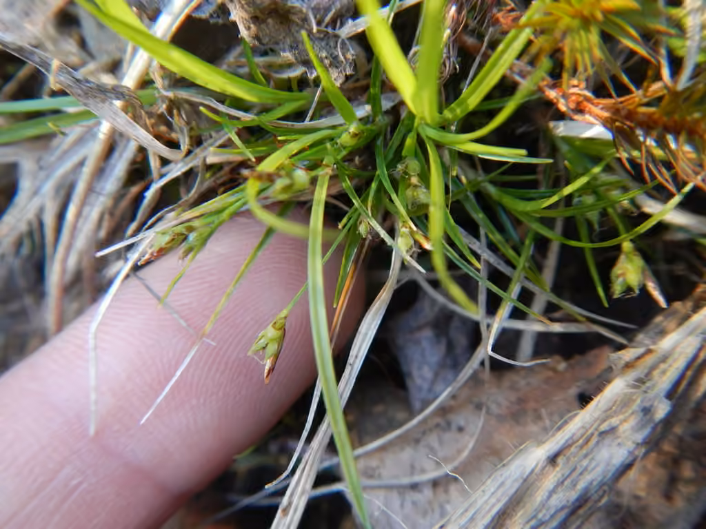 Carex déprimé, En fleurs
