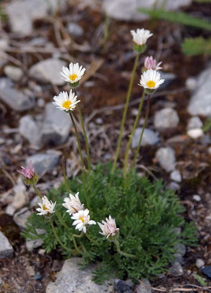 Dwarf mountain fleabane, In flower