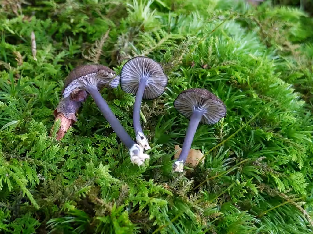 Entoloma foliomarginatum, photo 2 sur 5