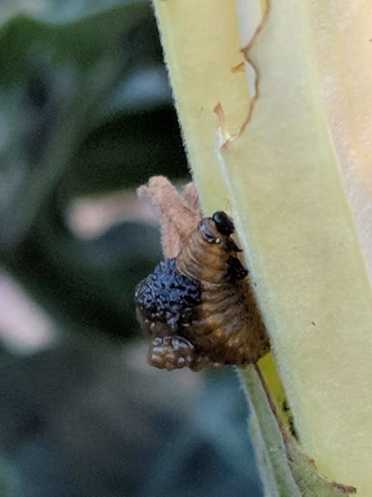 Criocère trirayé, Larve