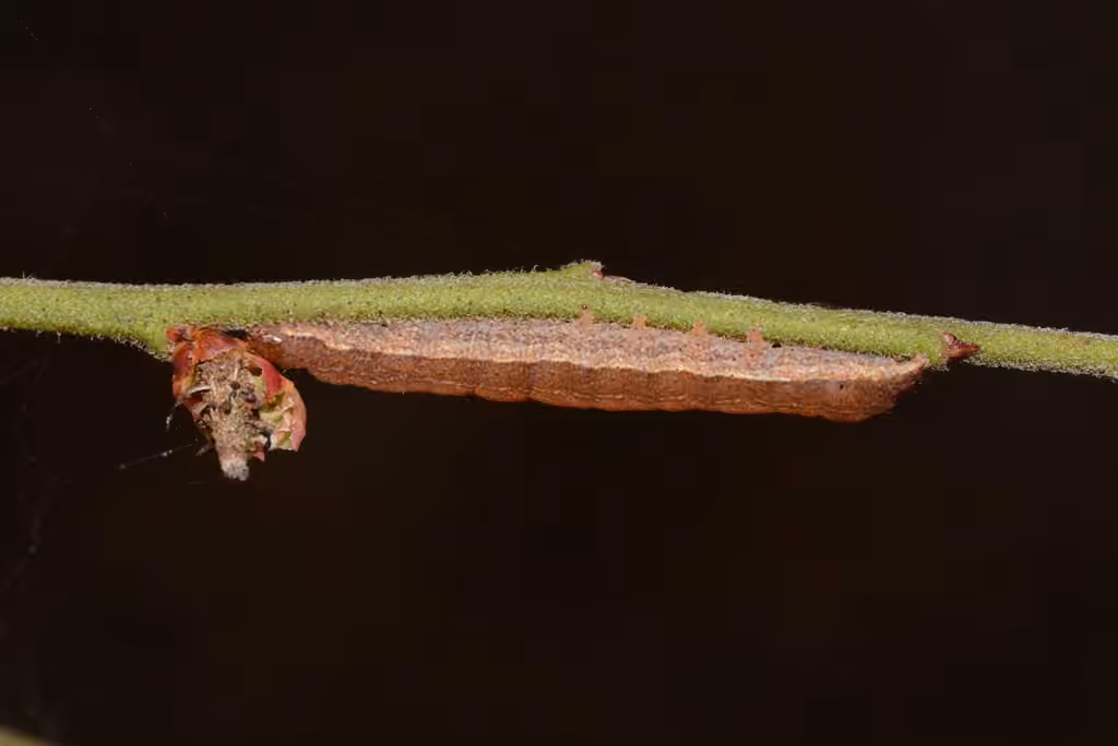 Dull Reddish Dart, Chenille