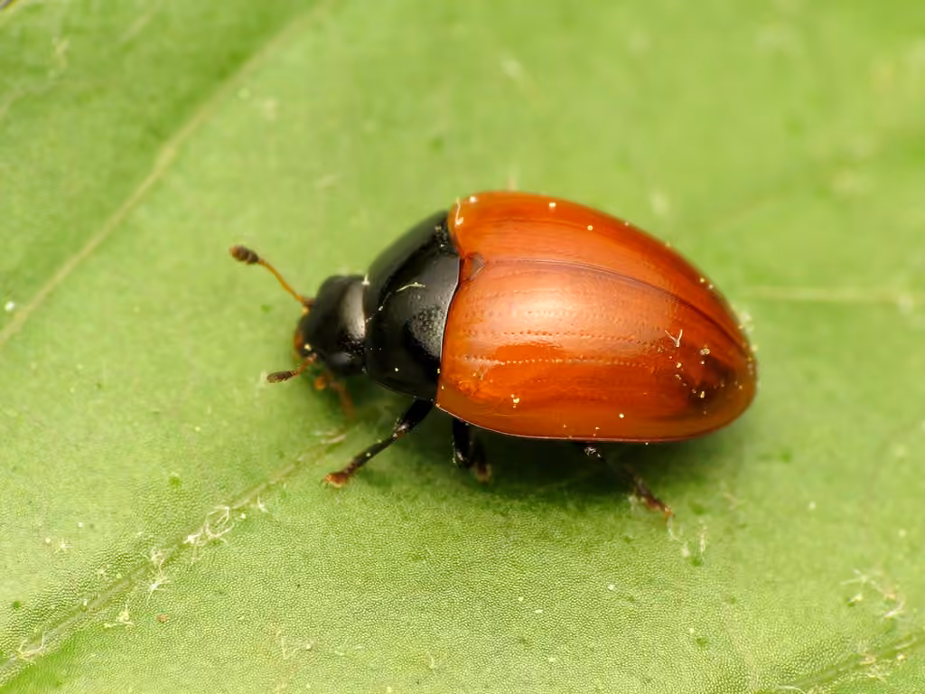 Érotyle à élytres rouges