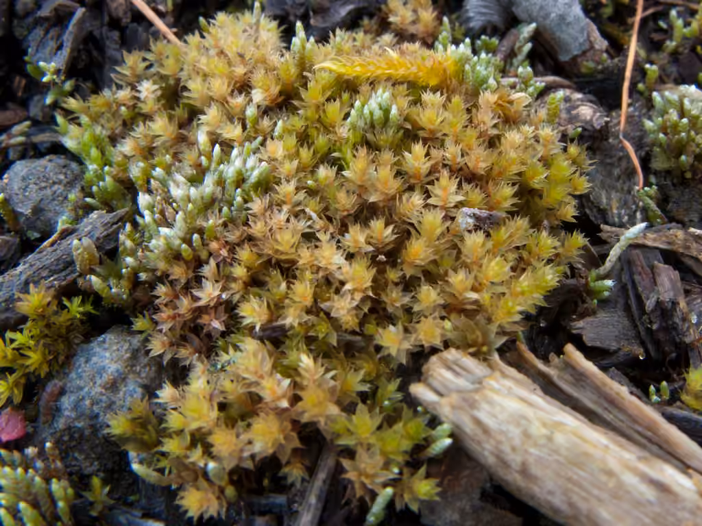 Bryum à tubercules rouges, photo 3 sur 5