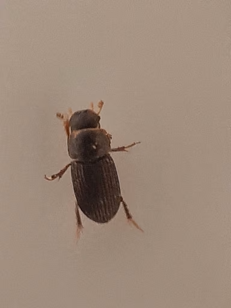 Forest small dung beetle, photo 2 of 5