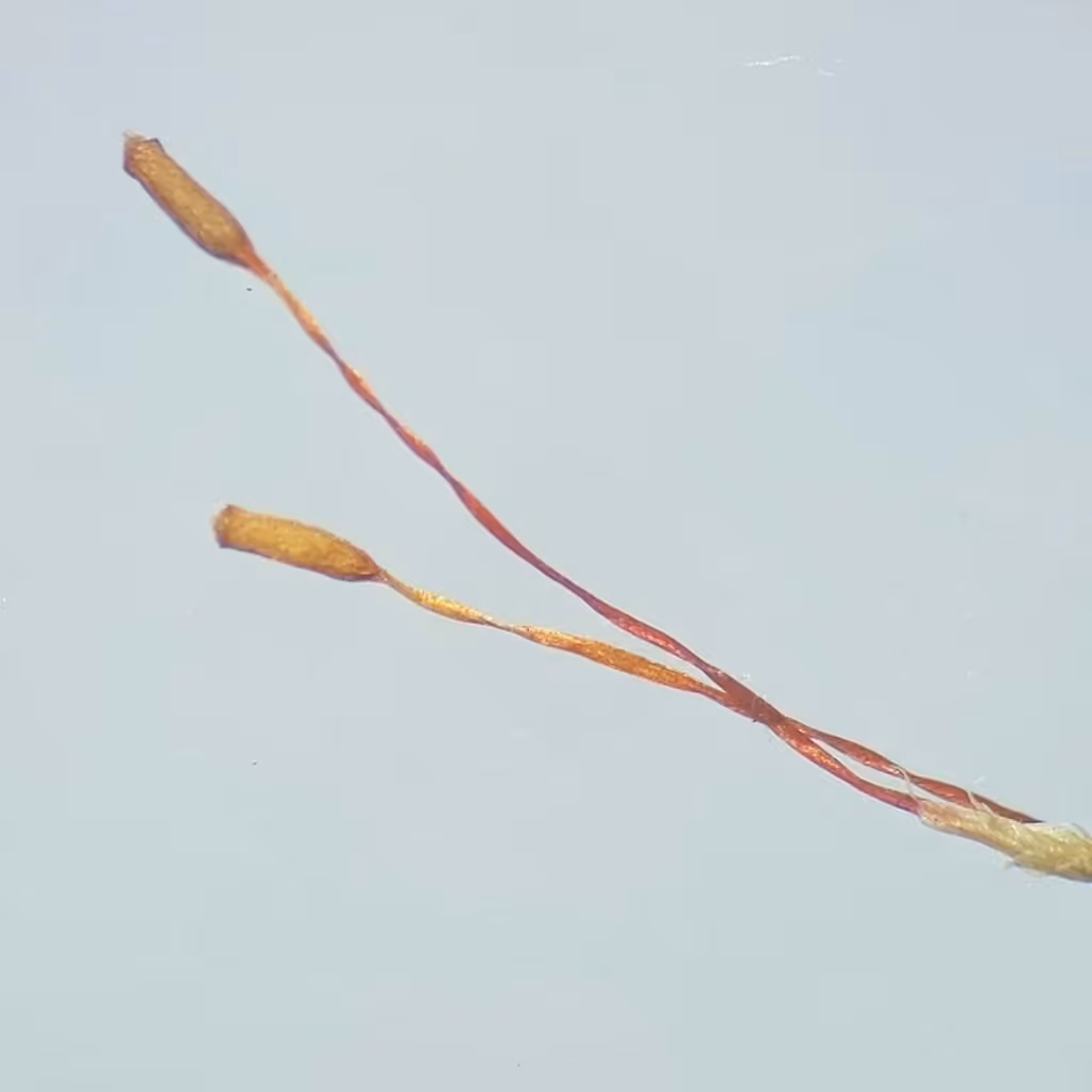 Pylaise trompeuse, photo 2 sur 5