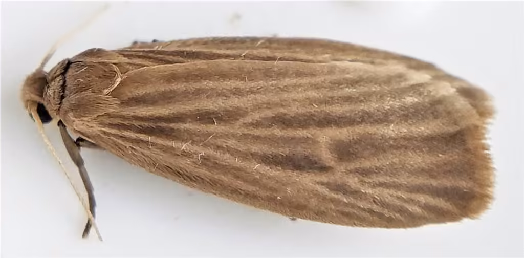 Pale Lichen Moth, Adulte