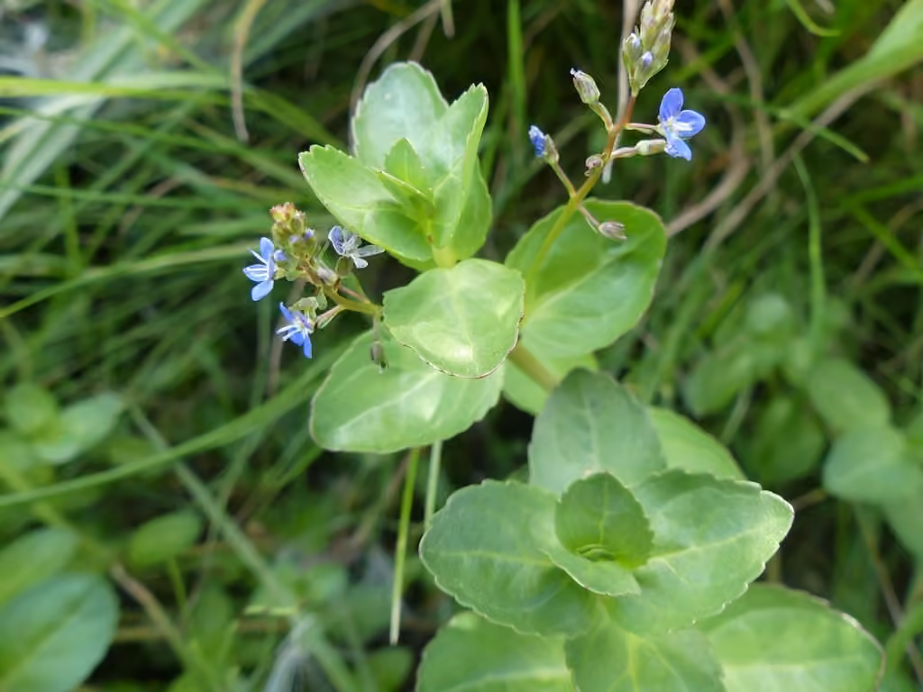 Véronique beccabunga, En fleurs