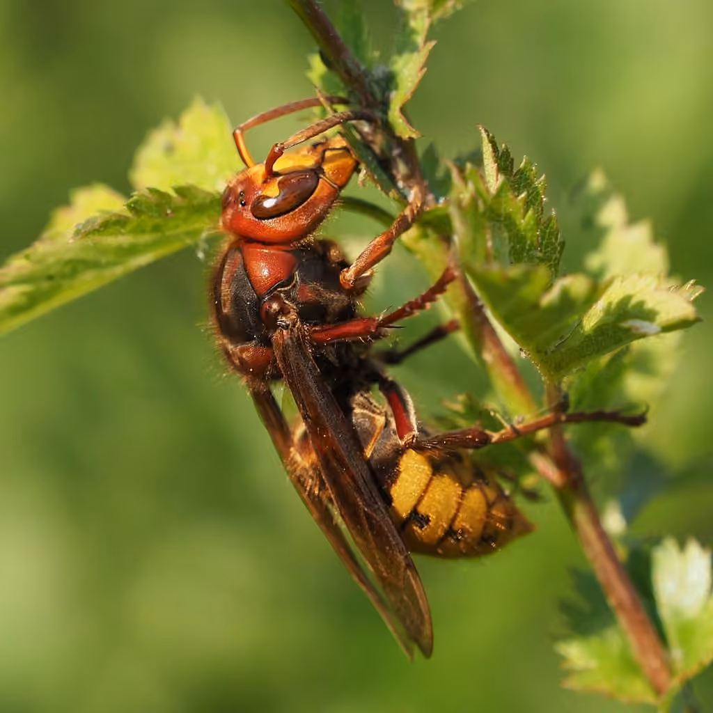 Frelon européen, photo 1 sur 5