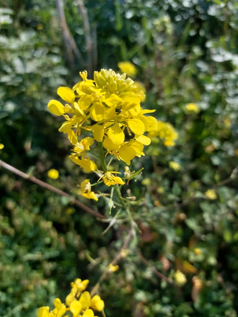 Moutarde blanche, En fleurs