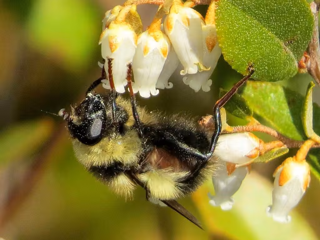 Bare-cheeked Bumble Fly, Female