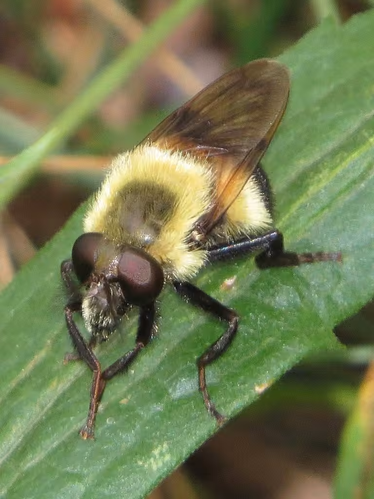Eastern Swiftwing, Female