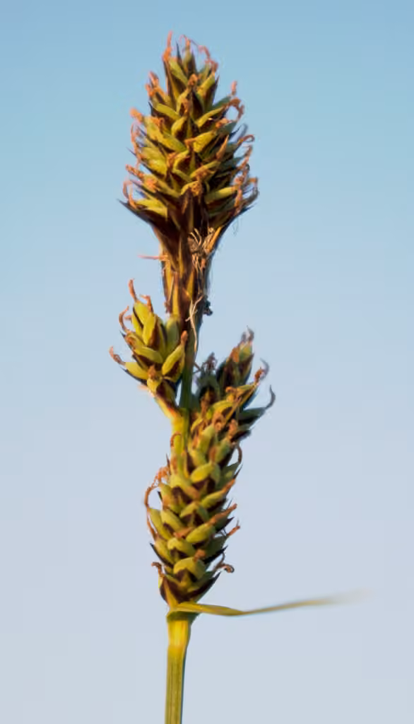 Carex de Buxbaum, En fleurs